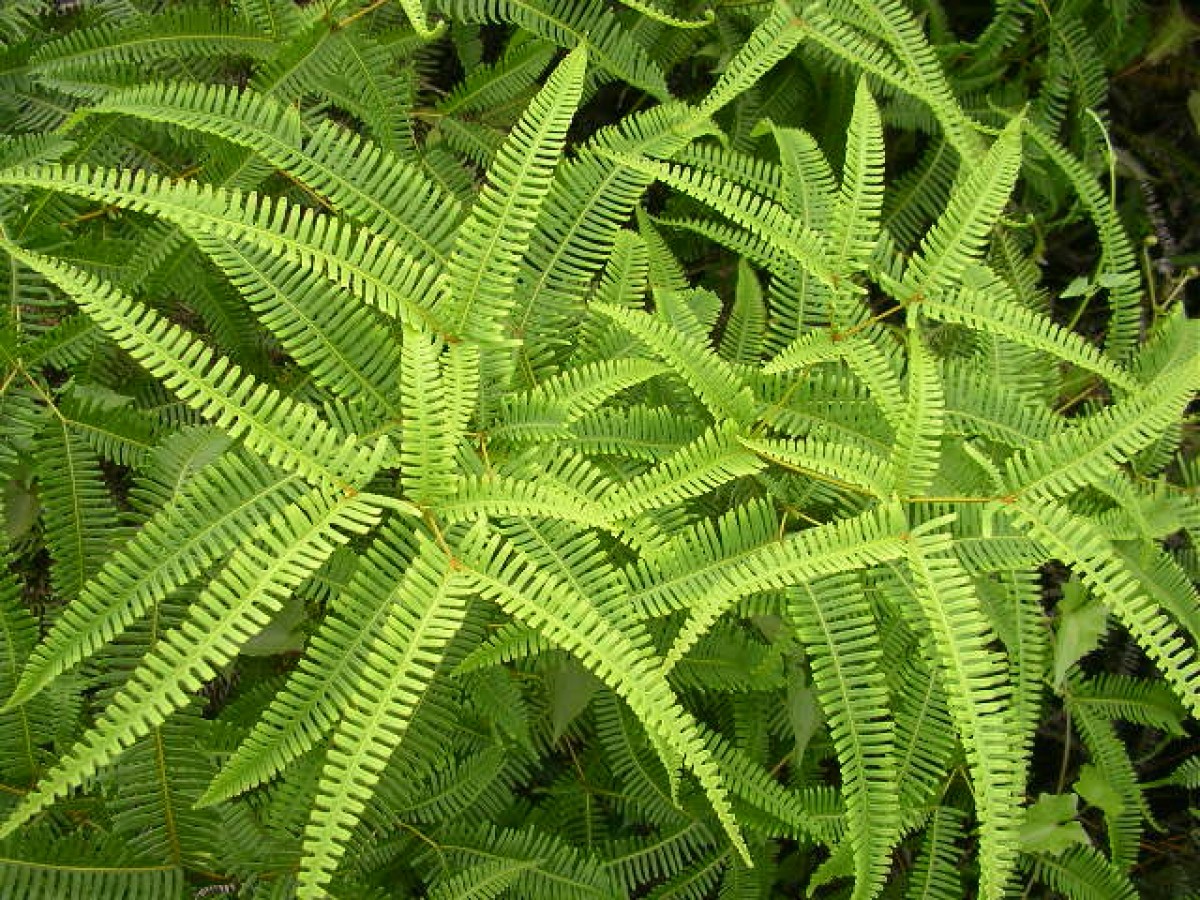 Gleicheniaceae
